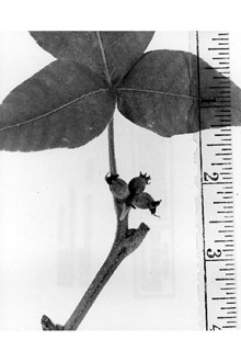 <i>Carya tomentosa</i> (Lam.) Nutt. var. subcoriacea (Sarg.) Palmer & Steyerm.