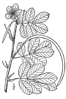 <i>Cassia obtusifolia</i> L.