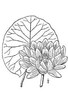 <i>Nymphaea odorata</i> Aiton var. maxima (Conrad) B. Boivin