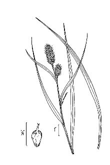 <i>Carex squarrosa</i> L. var. typhina (Michx.) Nutt.