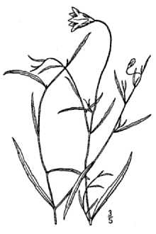 Marsh Bellflower
