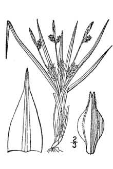 <i>Carex abdita</i> E.P. Bicknell