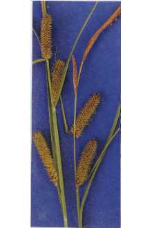 <i>Carex inflata</i> Huds. var. utriculata (Boott) Druce