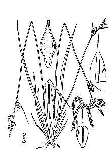 <i>Carex nigromarginata</i> Schwein. var. muehlenbergii (A. Gray) Gleason