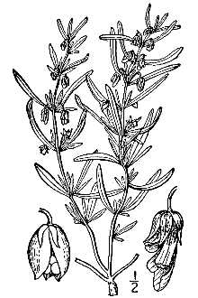 <i>Hybanthus verticillatus</i> (Ortega) Baill. var. platyphyllus (A. Gray) Cory & Parks