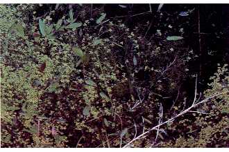 <i>Callitriche palustris</i> L. var. verna (L.) Fenley ex Jeps.