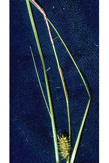 <i>Carex vesicaria</i> L. var. monile (Tuck.) Fernald
