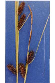<i>Carex vesicaria</i> L. var. jejuna Fernald