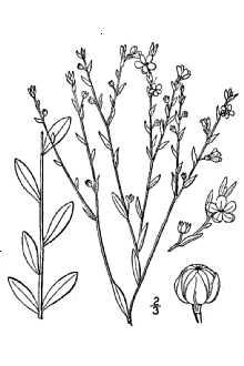 <i>Cathartolinum virginianum</i> (L.) Rchb.