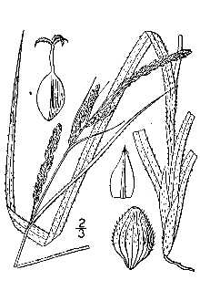 <i>Carex virescens</i> Muhl. ex Willd. var. costata (Schwein.) Dewey