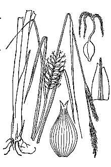 <i>Carex walteriana</i> L.H. Bailey