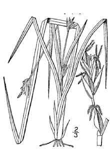 <i>Carex willdenowii</i> Schkuhr ex Willd. var. willdenowii