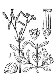 <i>Cerastium brachypodum</i> (Engelm. ex A. Gray) B.L. Rob. var. compactum B.L. Rob.
