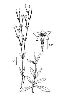 <i>Centaurium breviflorum</i> (Shinners) B.L. Turner