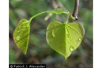 Eastern Redbud