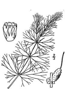 <i>Ceratophyllum apiculatum</i> Cham.