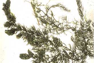 <i>Ceratophyllum demersum</i> L. var. apiculatum (Cham.) Garcke