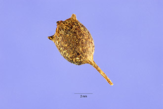 <i>Ceratophyllum demersum</i> L. var. apiculatum (Cham.) Asch.