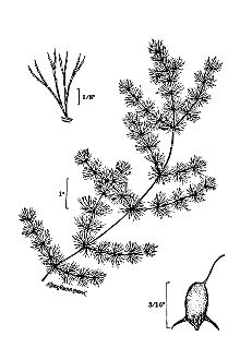 <i>Ceratophyllum demersum</i> L. var. apiculatum (Cham.) Asch.