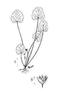 <i>Centella asiatica</i> auct. non (L.) Urb.