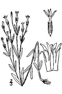 <i>Centaurium nuttallii</i> (S. Watson) A. Heller