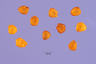 <i>Cerastium holosteoides</i> Fr. var. vulgare (Hartm.) Hyl.
