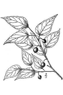 <i>Celtis tenuifolia</i> Nutt.