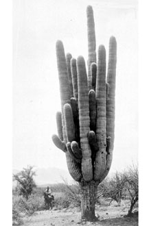 <i>Cereus giganteus</i> Engelm.