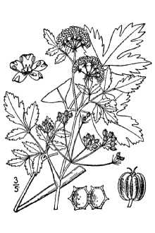 <i>Celeri graveolens</i> (L.) Britton p.p.