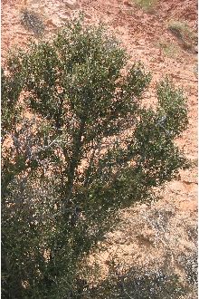 <i>Cercocarpus ledifolius</i> Nutt. var. intricatus (S. Watson) M.E. Jones