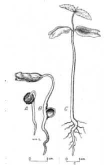 <i>Celtis mississippiensis</i> Bosc