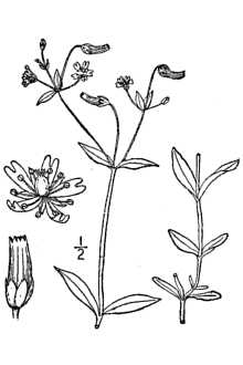 <i>Cerastium nutans</i> Raf. var. occidentale B. Boivin
