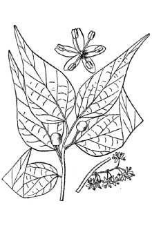 <i>Celtis occidentalis</i> L. var. pumila (Pursh) A. Gray