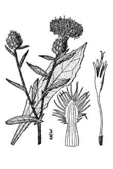 <i>Centaurea nigra</i> L. var. radiata DC.