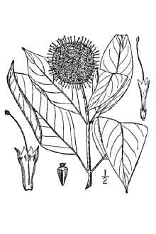 <i>Cephalanthus occidentalis</i> L. var. pubescens Raf.