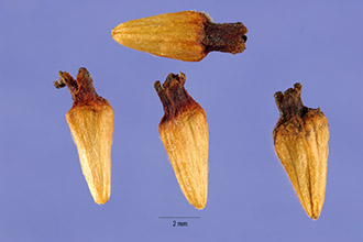 <i>Cephalanthus occidentalis</i> L. var. californicus Benth.