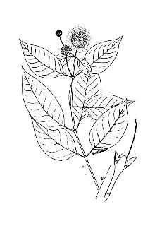 <i>Cephalanthus occidentalis</i> L. var. pubescens Raf.