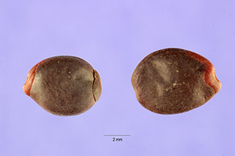 <i>Cercis canadensis</i> L. ssp. texensis (S. Watson) A.E. Murray