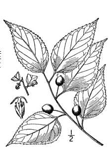 <i>Celtis occidentalis</i> L. var. crassifolia (Lam.) A. Gray