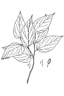 <i>Celtis occidentalis</i> L. var. cordata Willd.