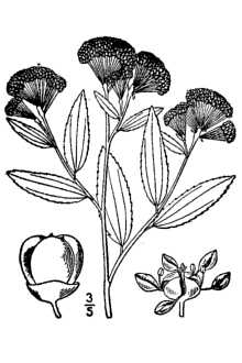 <i>Ceanothus pubescens</i> (Torr. & A. Gray ex S. Watson) Rydb. ex Small
