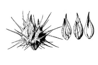 <i>Cenchrus pauciflorus</i> Benth.