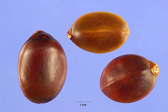 <i>Ceanothus divergens</i> Parry ssp. occidentalis (McMinn) Abrams