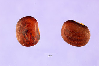 <i>Bradburya pubescens</i> (Benth.) Kuntze