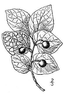 <i>Celtis occidentalis</i> L. var. reticulata (Torr.) Sarg.