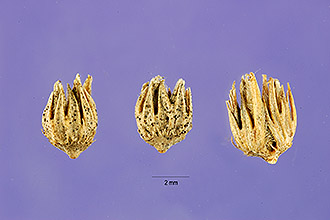 <i>Pennisetum ciliare</i> (L.) Link var. setigerum (Vahl) Leeke, orth. var.