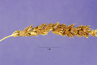 <i>Pennisetum ciliare</i> (L.) Link var. setigerum (Vahl) Leeke, orth. var.