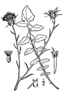 <i>Leucantha solstitialis</i> (L.) Á. Löve & D. Löve