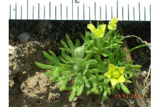 <i>Ranunculus testiculatus</i> Crantz