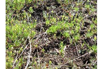<i>Ranunculus testiculatus</i> Crantz